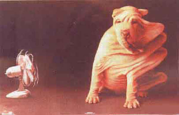 chien ventilo-humourenvrac